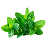 Menthe fraîche sans sésame  (+ 0.20 €)
